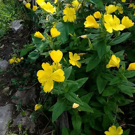 Dyadovata Kashta Pensionat Golden Sands